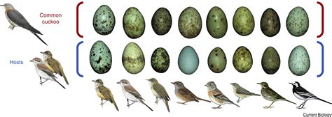 Cuckoo egg mimicry: