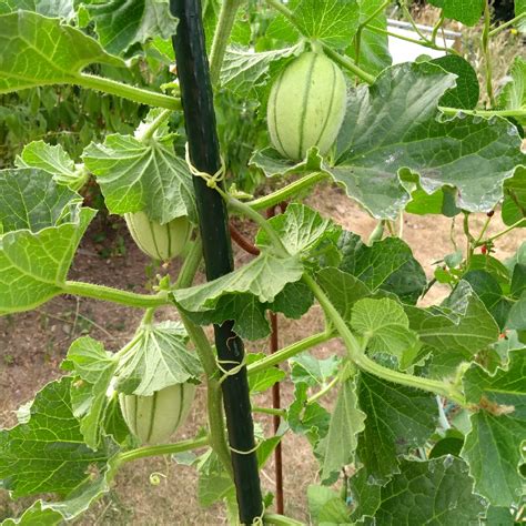 Cucumis melo var. cantalupensis