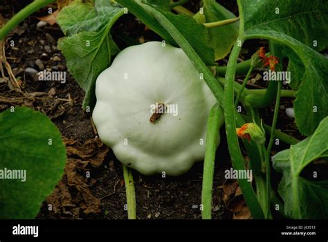 Cucurbits Botany PDF