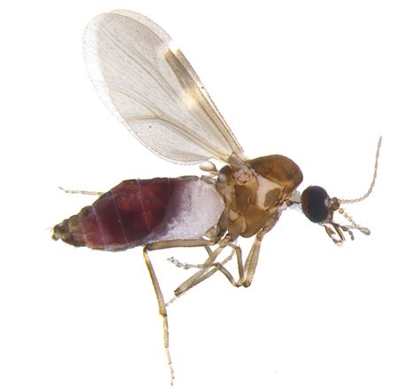 Culicoides