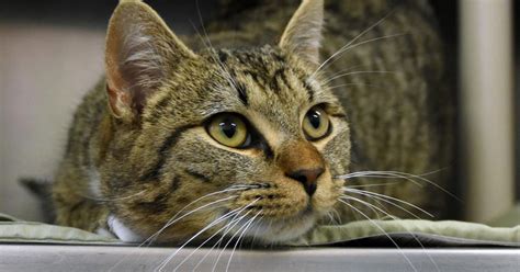 Culpeper County Animal Shelter: Your Local Haven for Compassion and Second Chances