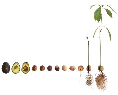 Cultivating Avocado Trees: A Journey from Seed to Harvest