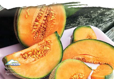 Cultivating Cantaloupes: A Journey to Sweet Success