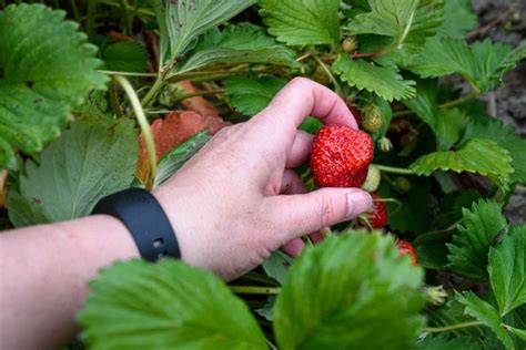 Cultivating June-Bearing Strawberries: A Journey of Patience and Reward