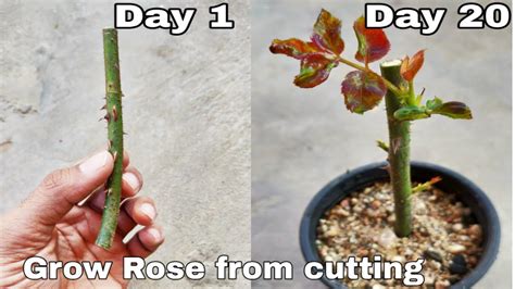 Cultivating Kat Rose: A Step-by-Step Guide