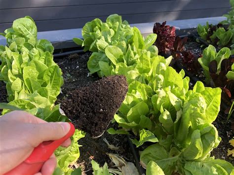 Cultivating Lettuce Mew