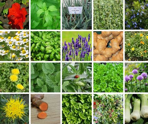 Cultivating Medicinal Herbs