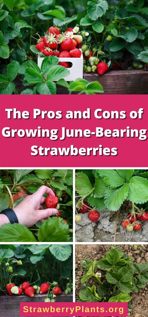 Cultivating Strawberry Plants: A Guide to June-Bearing Varieties