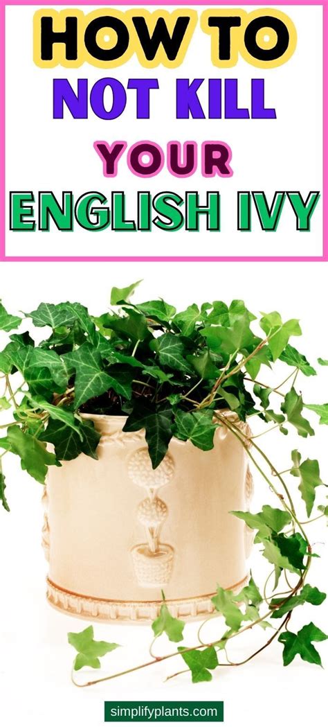 Cultivating an Ivy Haven: A Comprehensive Guide to Establishing a Thriving Ivy Sanctuary