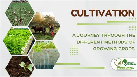 Cultivation Methods: