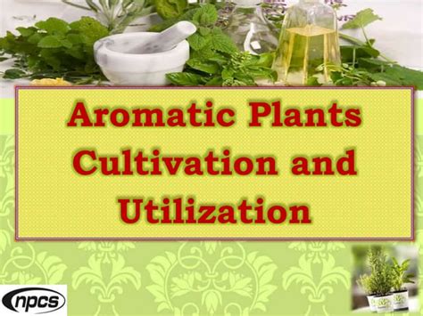 Cultivation of Aromatic Plants in India Reader