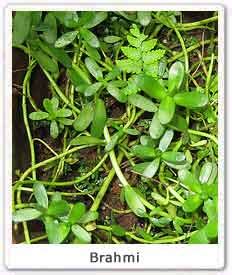 Cultivation of Brahmi (Bacopa Mannieri) in India Kindle Editon