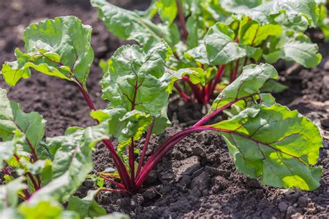 Cultivo da Beterraba: Um Caminho para o Jardim Perfeito