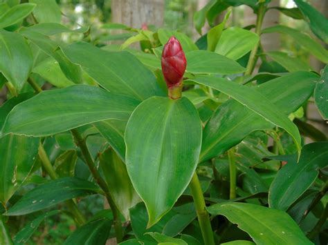 Cultivo da Cana-do-brejo