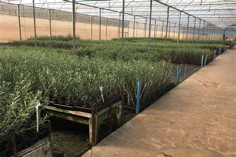 Cultivo de Mudas de Oliveira: Guia Completo para Sucesso na Olicultura