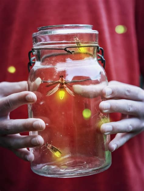 Cultural Significance of Fireflies