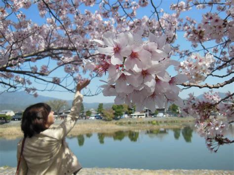 Cultural Significance of the Sakura Costume