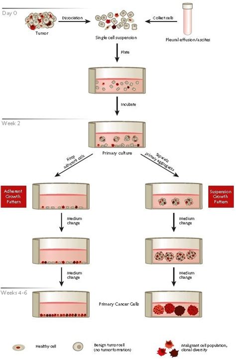 Culture of Human Tumor Cells Epub