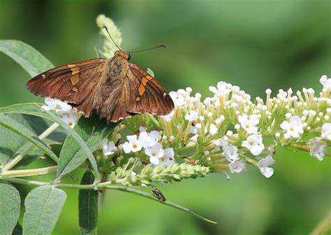 Cure Butterfly: A Comprehensive Guide to Tackling the Butterfly Disease