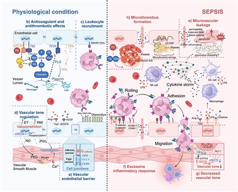 Current Advances in Endothelial Cell Dysfunction Doc