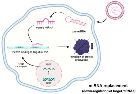 Current Perspectives in microRNAs Reader