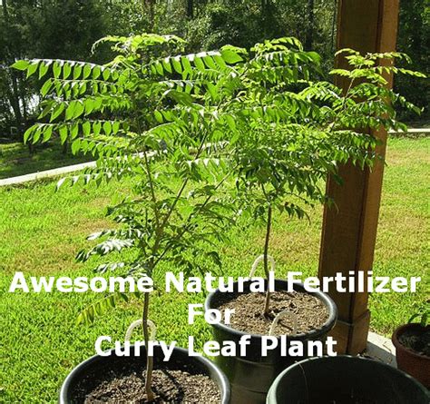 Curry Leaf Fertilizer: 5 Surprising Benefits and 3 Easy Steps to Make