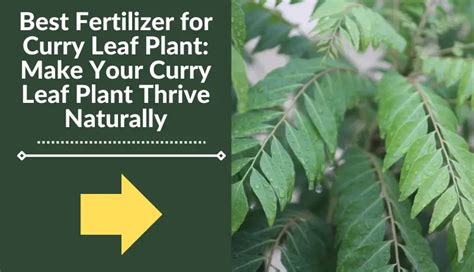 Curry Leaf Fertilizer: A Miracle Elixir for Thriving Plants