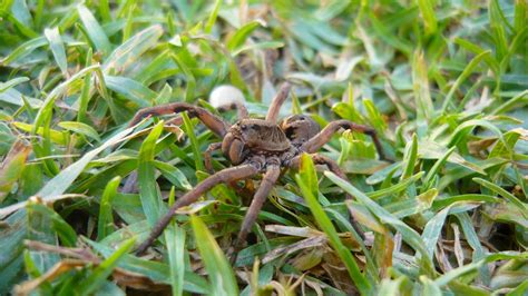 Cursed Arachnid: Unraveling the Sinister Secrets of the Eight-Legged Menace