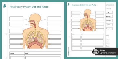 Cut and paste respiratory system Ebook Kindle Editon