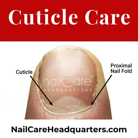 Cuticle: