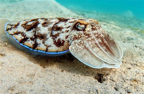 Cuttlefish's Unparalleled Camouflage