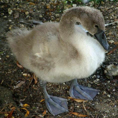 Cygnet Epub