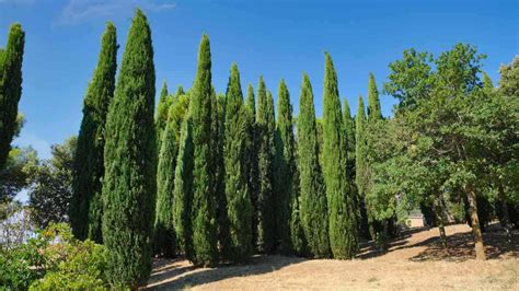 Cypress de Manincor: Unveiling the Enigmatic Plant of the Mediterranean