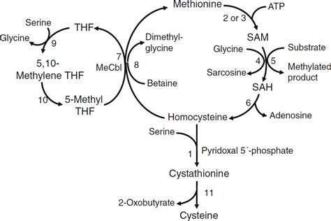 Cystathionine Beta Synthase Deficiency: A Comprehensive Guide