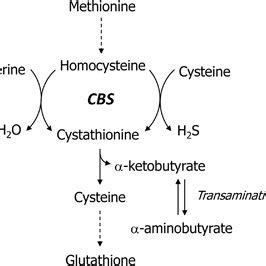 Cystathionine Beta-Synthase: A Comprehensive Guide to Its Role in Human Health