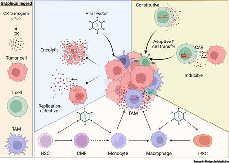 Cytokines Doc