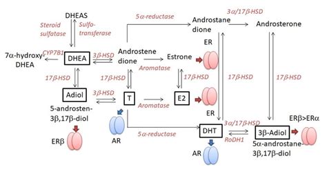 DH Levels: Understanding the Impact of Dehydroepiandrosterone