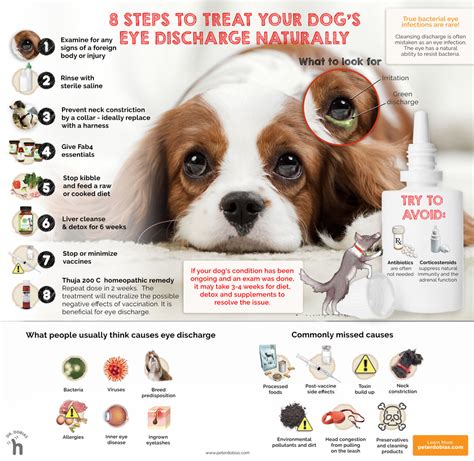 DIY Dog Eye Infection Remedies: Help Your Pooch See Clearly