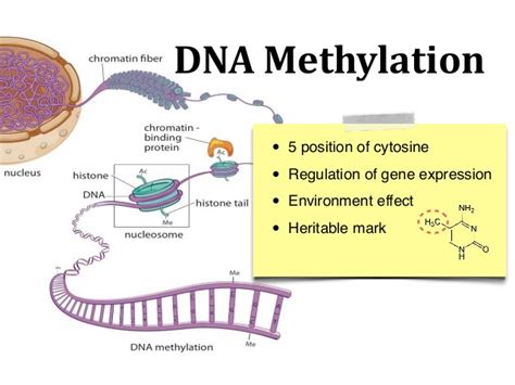 DNA Methylation From Genomics to Technology Doc