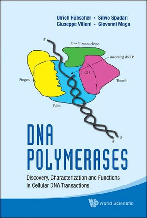 DNA Polymerases Discovery Doc