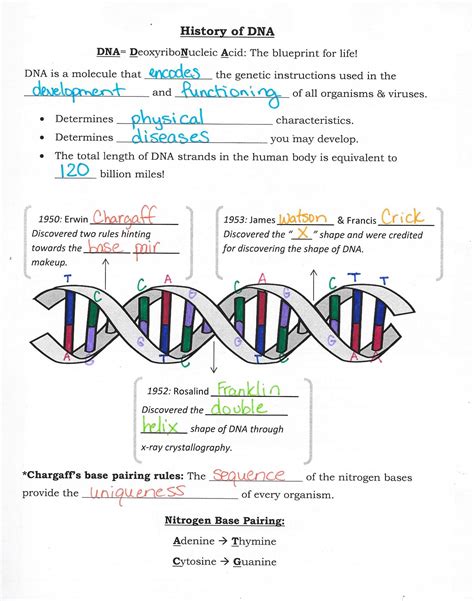 DNA STRUCTURE AND REPLICATION ANSWERS Ebook Epub