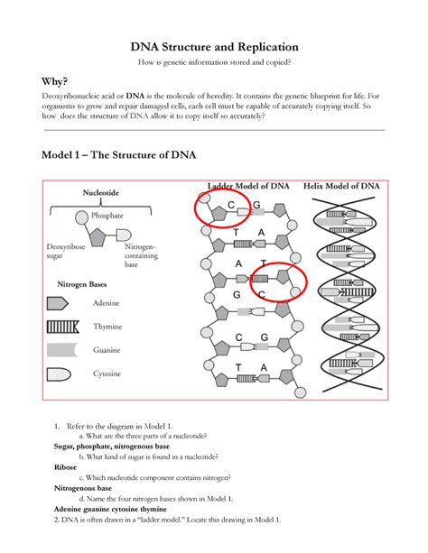 DNA STRUCTURE AND REPLICATION ANSWERS Ebook Epub