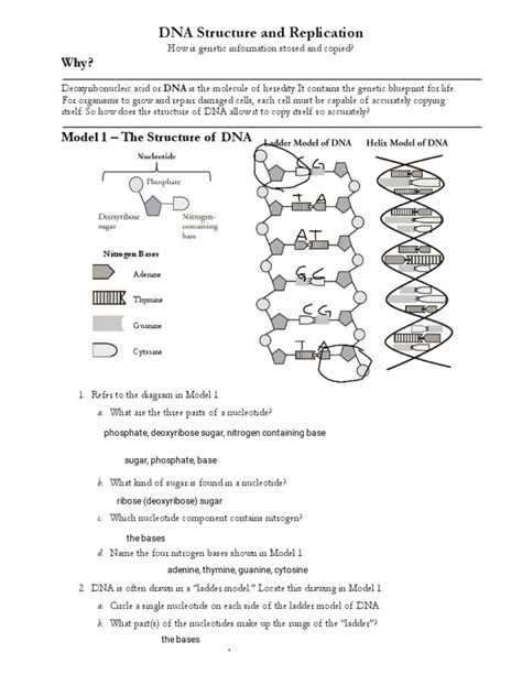 DNA STRUCTURE AND REPLICATION POGIL ANSWERS Ebook Reader