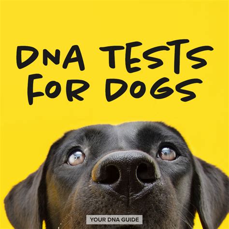 DNA Tests for Dogs: The Ultimate Guide to Unlocking Your Pup's Ancestry