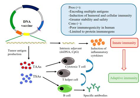 DNA Vaccines Reader