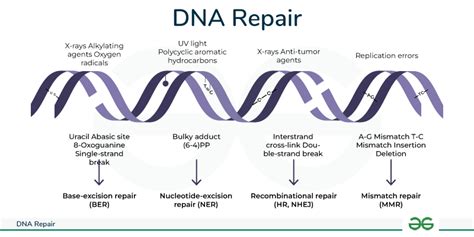 DNA repair techniques: