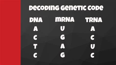 DNA to mRNA Calculator: Convert Genetic Code with Ease