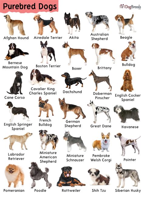 DOG BREEDS Dog breeds the 50 most popular purebred dog breeds with nice pictures and descriptions Epub
