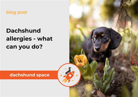 Dachshund Allergies and Sensitivities: An In-depth Guide for 2025