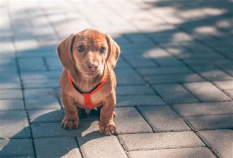 Dachshund Anxiety and Stress Relief: A Comprehensive Guide